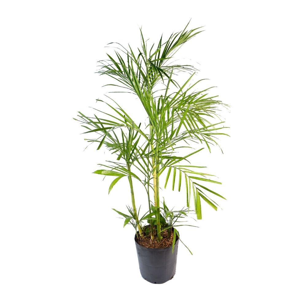 Planta Palmera Bambú